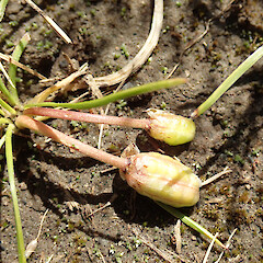 Canterbury Plains.<br>Photographer: Melissa Hutchison, Date taken: 18/10/2023, Licence: <a target='_blank' href='https://creativecommons.org/licenses/by-nc/4.0'>CC BY-NC</a>. <a class='member-message' href='/nzpcn/why-join-nzpcn/' target='_blank'>Members can view a larger version of this image.</a>