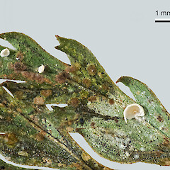 Kapiti Island. Foliicolous on Lastreopsis hispida from a specimen collected by Peter de Lange and Andrew Townsend—duplicate of Unitec 9078.<br>Photographer: Jeremy R. Rolfe, Date taken: 23/05/2017, Licence: <a target='_blank' href='https://creativecommons.org/licenses/by/4.0'>CC BY</a>. <a class='member-message' href='/nzpcn/why-join-nzpcn/' target='_blank'>Members can view a larger version of this image.</a>