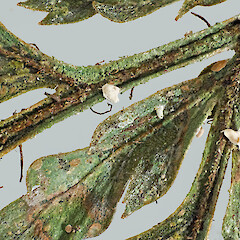Kapiti Island. Foliicolous on Lastreopsis hispida from a specimen collected by Peter de Lange and Andrew Townsend—duplicate of Unitec 9078.<br>Photographer: Jeremy R. Rolfe, Date taken: 23/05/2017, Licence: <a target='_blank' href='https://creativecommons.org/licenses/by/4.0'>CC BY</a>. <a class='member-message' href='/nzpcn/why-join-nzpcn/' target='_blank'>Members can view a larger version of this image.</a>