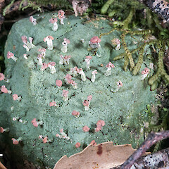 Lower Hutt, Stokes Valley. On small stone under hard beech (Fuscopoa truncata). Photographed dry.<br>Photographer: Jeremy R. Rolfe, Date taken: 03/12/2017, Licence: <a target='_blank' href='https://creativecommons.org/licenses/by/4.0'>CC BY</a>. <a class='member-message' href='/nzpcn/why-join-nzpcn/' target='_blank'>Members can view a larger version of this image.</a>