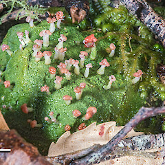 Lower Hutt, Stokes Valley. On small stone under hard beech (Fuscopoa truncata). Photographed wet.<br>Photographer: Jeremy R. Rolfe, Date taken: 03/12/2017, Licence: <a target='_blank' href='https://creativecommons.org/licenses/by/4.0'>CC BY</a>. <a class='member-message' href='/nzpcn/why-join-nzpcn/' target='_blank'>Members can view a larger version of this image.</a>