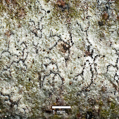 Enterographa subserialis