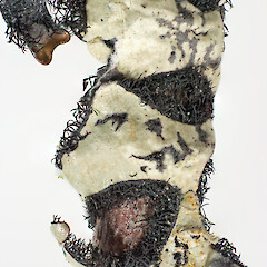 Erua Forest, frost flat on dead heather (Calluna vulgaris).From a specimen collected by Peter de Lange.<br>Photographer: Jeremy R. Rolfe, Date taken: 26/11/2013, Licence: <a target='_blank' href='https://creativecommons.org/licenses/by/4.0'>CC BY</a>. <a class='member-message' href='/nzpcn/why-join-nzpcn/' target='_blank'>Members can view a larger version of this image.</a>