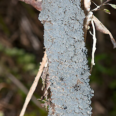 Te Paki.<br>Photographer: Jeremy R. Rolfe, Date taken: 22/09/2011, Licence: <a target='_blank' href='https://creativecommons.org/licenses/by/4.0'>CC BY</a>. <a class='member-message' href='/nzpcn/why-join-nzpcn/' target='_blank'>Members can view a larger version of this image.</a>