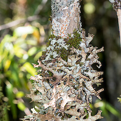 Erua Forest.<br>Photographer: Jeremy R. Rolfe, Date taken: 24/11/2013, Licence: <a target='_blank' href='https://creativecommons.org/licenses/by/4.0'>CC BY</a>. <a class='member-message' href='/nzpcn/why-join-nzpcn/' target='_blank'>Members can view a larger version of this image.</a>