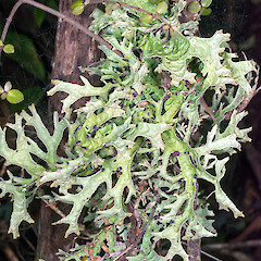 Lower Hutt, Stokes Valley on fivefinger (Pseudopanax arboreus).<br>Photographer: Jeremy R. Rolfe, Date taken: 05/06/2016, Licence: <a target='_blank' href='https://creativecommons.org/licenses/by/4.0'>CC BY</a>. <a class='member-message' href='/nzpcn/why-join-nzpcn/' target='_blank'>Members can view a larger version of this image.</a>