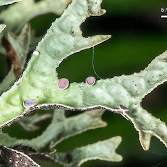 Lower Hutt, Stokes Valley on fivefinger (Pseudopanax arboreus).<br>Photographer: Jeremy R. Rolfe, Date taken: 05/06/2016, Licence: <a target='_blank' href='https://creativecommons.org/licenses/by/4.0'>CC BY</a>. <a class='member-message' href='/nzpcn/why-join-nzpcn/' target='_blank'>Members can view a larger version of this image.</a>
