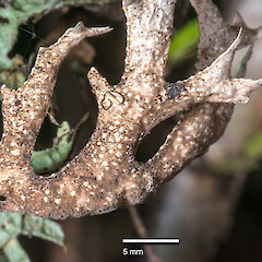 Lower Hutt, Stokes Valley on fivefinger (Pseudopanax arboreus).<br>Photographer: Jeremy R. Rolfe, Date taken: 05/06/2016, Licence: <a target='_blank' href='https://creativecommons.org/licenses/by/4.0'>CC BY</a>. <a class='member-message' href='/nzpcn/why-join-nzpcn/' target='_blank'>Members can view a larger version of this image.</a>