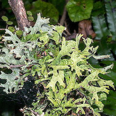 Lower Hutt, Stokes Valley on fivefinger (Pseudopanax arboreus). The top left portion (pale blue-green) of the specimen is dry, the bottom of the specimen (yellow-green) is wet.<br>Photographer: Jeremy R. Rolfe, Date taken: 06/06/2016, Licence: <a target='_blank' href='https://creativecommons.org/licenses/by/4.0'>CC BY</a>. <a class='member-message' href='/nzpcn/why-join-nzpcn/' target='_blank'>Members can view a larger version of this image.</a>