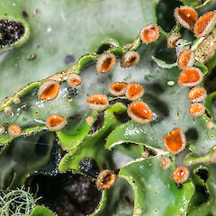 Wairarapa.<br>Photographer: Jeremy R. Rolfe, Date taken: 27/02/2014, Licence: <a target='_blank' href='https://creativecommons.org/licenses/by/4.0'>CC BY</a>. <a class='member-message' href='/nzpcn/why-join-nzpcn/' target='_blank'>Members can view a larger version of this image.</a>