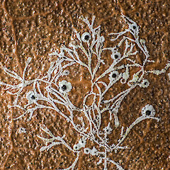 Strigula delicata