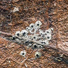 Te Paki, on taraire (Beilschmiedia tarairi), from a specimen collected by Peter de Lange.<br>Photographer: Jeremy R. Rolfe, Date taken: 05/05/2015, Licence: <a target='_blank' href='https://creativecommons.org/licenses/by/4.0'>CC BY</a>. <a class='member-message' href='/nzpcn/why-join-nzpcn/' target='_blank'>Members can view a larger version of this image.</a>