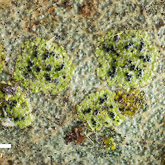 Strigula nitidula