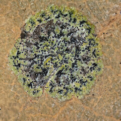 South Auckland. On taraire (Beilschmiedia tarairi), from a specimen collected by Peter de Lange. Holotype: UNITEC 10258.<br>Photographer: Jeremy R. Rolfe, Date taken: 25/10/2018, Licence: <a target='_blank' href='https://creativecommons.org/licenses/by/4.0'>CC BY</a>. <a class='member-message' href='/nzpcn/why-join-nzpcn/' target='_blank'>Members can view a larger version of this image.</a>
