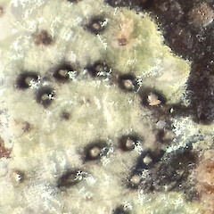 South Auckland. On taraire (Beilschmiedia tarairi), from a specimen collected by Peter de Lange. Holotype: UNITEC 10258.<br>Photographer: Jeremy R. Rolfe, Date taken: 26/10/2018, Licence: <a target='_blank' href='https://creativecommons.org/licenses/by/4.0'>CC BY</a>. <a class='member-message' href='/nzpcn/why-join-nzpcn/' target='_blank'>Members can view a larger version of this image.</a>