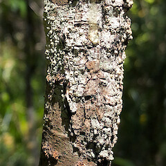 Lower Hutt, Stokes Valley, on nearly dead stem of fivefinger (Pseudopanax arboreus).<br>Photographer: Jeremy R. Rolfe, Date taken: 19/11/2017, Licence: <a target='_blank' href='https://creativecommons.org/licenses/by/4.0'>CC BY</a>. <a class='member-message' href='/nzpcn/why-join-nzpcn/' target='_blank'>Members can view a larger version of this image.</a>