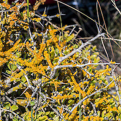 Mahia peninsula on boxthorn (Lycium ferocissimum).<br>Photographer: Jeremy R. Rolfe, Date taken: 17/12/2015, Licence: <a target='_blank' href='https://creativecommons.org/licenses/by/4.0'>CC BY</a>. <a class='member-message' href='/nzpcn/why-join-nzpcn/' target='_blank'>Members can view a larger version of this image.</a>