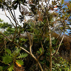 Planted shrub in ‘Paloma Gardens’ Fordell, Whanganui.<br>Photographer: Colin C. Ogle, Date taken: 13/11/2023, Licence: Public domain. <a class='member-message' href='/nzpcn/why-join-nzpcn/' target='_blank'>Members can view a larger version of this image.</a>