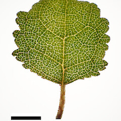 Leaf backlit to show venation pattern. Plant in cultivation.<br>Photographer: Jeremy R. Rolfe, Date taken: 24/11/2023, Licence: <a target='_blank' href='https://creativecommons.org/licenses/by/4.0'>CC BY</a>.