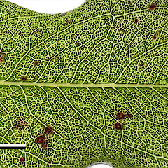 Portion of leaf backlit to reveal venation. In cultivation.<br>Photographer: Jeremy R. Rolfe, Date taken: 26/11/2023, Licence: <a target='_blank' href='https://creativecommons.org/licenses/by/4.0'>CC BY</a>.