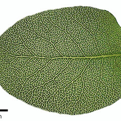 Leaf backlit to reveal venation. Lower Hutt, Stokes Valley.<br>Photographer: Jeremy R. Rolfe, Date taken: 26/11/2023, Licence: <a target='_blank' href='https://creativecommons.org/licenses/by/4.0'>CC BY</a>.