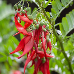 Flower details, Waikereru Reserve.<br>Photographer: Malcolm Rutherford, Licence: <a target='_blank' href='https://creativecommons.org/licenses/by-nc/4.0'>CC BY-NC</a>. <a class='member-message' href='/nzpcn/why-join-nzpcn/' target='_blank'>Members can view a larger version of this image.</a>