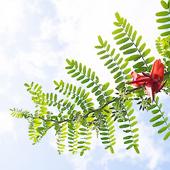 Flower details, Waikereru Reserve.<br>Photographer: Malcolm Rutherford, Licence: <a target='_blank' href='https://creativecommons.org/licenses/by-nc/4.0'>CC BY-NC</a>. <a class='member-message' href='/nzpcn/why-join-nzpcn/' target='_blank'>Members can view a larger version of this image.</a>