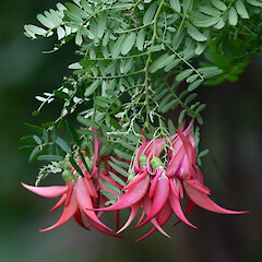 Flower details, Waikereru Reserve.<br>Photographer: Malcolm Rutherford, Licence: <a target='_blank' href='https://creativecommons.org/licenses/by-nc/4.0'>CC BY-NC</a>. <a class='member-message' href='/nzpcn/why-join-nzpcn/' target='_blank'>Members can view a larger version of this image.</a>
