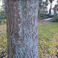 Corticolous on urban tree, Mt Eden Auckland.<br>Photographer: Marley Ford, Date taken: 28/06/2023, Licence: <a target='_blank' href='https://creativecommons.org/licenses/by/4.0'>CC BY</a>. <a class='member-message' href='/nzpcn/why-join-nzpcn/' target='_blank'>Members can view a larger version of this image.</a>