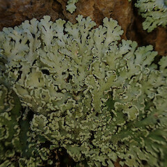 Corticolous on urban tree, Mt Eden Auckland.<br>Photographer: Marley Ford, Date taken: 28/06/2023, Licence: <a target='_blank' href='https://creativecommons.org/licenses/by/4.0'>CC BY</a>. <a class='member-message' href='/nzpcn/why-join-nzpcn/' target='_blank'>Members can view a larger version of this image.</a>