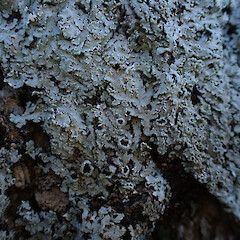 Corticolous on urban tree, Mt Eden Auckland.<br>Photographer: Marley Ford, Date taken: 28/06/2023, Licence: <a target='_blank' href='https://creativecommons.org/licenses/by/4.0'>CC BY</a>. <a class='member-message' href='/nzpcn/why-join-nzpcn/' target='_blank'>Members can view a larger version of this image.</a>