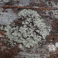 Corticolous on kauri, Huia Auckland.<br>Photographer: Marley Ford, Licence: <a target='_blank' href='https://creativecommons.org/licenses/by/4.0'>CC BY</a>. <a class='member-message' href='/nzpcn/why-join-nzpcn/' target='_blank'>Members can view a larger version of this image.</a>