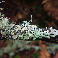 Windfall in rimu forest, Stewart Island.<br>Photographer: Marley Ford, Date taken: 13/04/2021, Licence: <a target='_blank' href='https://creativecommons.org/licenses/by/4.0'>CC BY</a>. <a class='member-message' href='/nzpcn/why-join-nzpcn/' target='_blank'>Members can view a larger version of this image.</a>