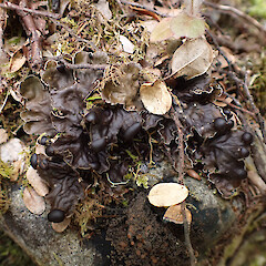 Local in riparian forest, Arthur’s Pass Canterbury.<br>Photographer: Marley Ford, Date taken: 27/11/2023, Licence: <a target='_blank' href='https://creativecommons.org/licenses/by/4.0'>CC BY</a>. <a class='member-message' href='/nzpcn/why-join-nzpcn/' target='_blank'>Members can view a larger version of this image.</a>
