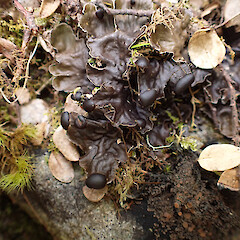 Local in riparian forest, Arthur’s Pass Canterbury.<br>Photographer: Marley Ford, Date taken: 27/11/2023, Licence: <a target='_blank' href='https://creativecommons.org/licenses/by/4.0'>CC BY</a>. <a class='member-message' href='/nzpcn/why-join-nzpcn/' target='_blank'>Members can view a larger version of this image.</a>