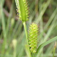 Carex brownii