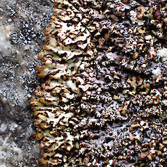 Saxicolous, North Arm Fiordland.<br>Photographer: Marley Ford, Date taken: 10/03/2023, Licence: <a target='_blank' href='https://creativecommons.org/licenses/by/4.0'>CC BY</a>. <a class='member-message' href='/nzpcn/why-join-nzpcn/' target='_blank'>Members can view a larger version of this image.</a>