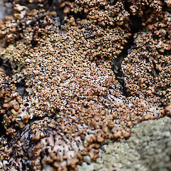 Saxicolous, North Arm Fiordland.<br>Photographer: Marley Ford, Date taken: 10/03/2023, Licence: <a target='_blank' href='https://creativecommons.org/licenses/by/4.0'>CC BY</a>. <a class='member-message' href='/nzpcn/why-join-nzpcn/' target='_blank'>Members can view a larger version of this image.</a>