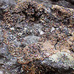 Saxicolous, North Arm Fiordland.<br>Photographer: Marley Ford, Date taken: 10/03/2023, Licence: <a target='_blank' href='https://creativecommons.org/licenses/by/4.0'>CC BY</a>. <a class='member-message' href='/nzpcn/why-join-nzpcn/' target='_blank'>Members can view a larger version of this image.</a>