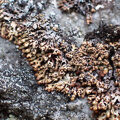 Saxicolous, North Arm Fiordland.<br>Photographer: Marley Ford, Date taken: 10/03/2023, Licence: <a target='_blank' href='https://creativecommons.org/licenses/by-nc/4.0'>CC BY-NC</a>. <a class='member-message' href='/nzpcn/why-join-nzpcn/' target='_blank'>Members can view a larger version of this image.</a>