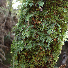 Epiphyte on riparian Dicksonia squarrosa, Auckland.<br>Photographer: Marley Ford, Date taken: 22/07/2023, Licence: <a target='_blank' href='https://creativecommons.org/licenses/by/4.0'>CC BY</a>.