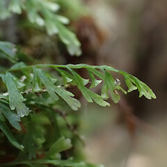 Epiphyte on riparian Dicksonia squarrosa, Auckland.<br>Photographer: Marley Ford, Date taken: 22/07/2023, Licence: <a target='_blank' href='https://creativecommons.org/licenses/by/4.0'>CC BY</a>.