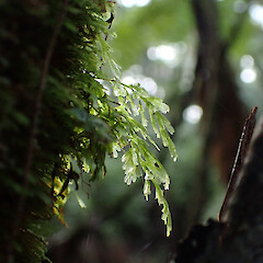 Epiphyte on riparian Dicksonia squarrosa, Auckland.<br>Photographer: Marley Ford, Date taken: 22/07/2023, Licence: <a target='_blank' href='https://creativecommons.org/licenses/by/4.0'>CC BY</a>.