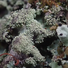 Saxicolous, Oban Stewart Island.<br>Photographer: Marley Ford, Date taken: 15/04/2021, Licence: <a target='_blank' href='https://creativecommons.org/licenses/by/4.0'>CC BY</a>. <a class='member-message' href='/nzpcn/why-join-nzpcn/' target='_blank'>Members can view a larger version of this image.</a>