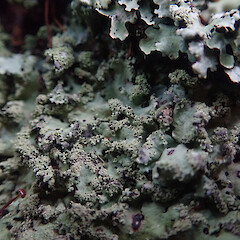 Saxicolous, Oban Stewart Island.<br>Photographer: Marley Ford, Date taken: 15/04/2021, Licence: <a target='_blank' href='https://creativecommons.org/licenses/by/4.0'>CC BY</a>. <a class='member-message' href='/nzpcn/why-join-nzpcn/' target='_blank'>Members can view a larger version of this image.</a>