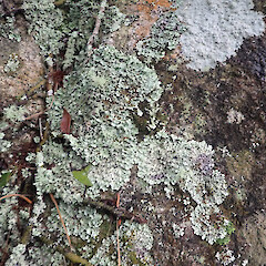 Saxicolous, Oban Stewart Island.<br>Photographer: Marley Ford, Date taken: 15/04/2021, Licence: <a target='_blank' href='https://creativecommons.org/licenses/by/4.0'>CC BY</a>. <a class='member-message' href='/nzpcn/why-join-nzpcn/' target='_blank'>Members can view a larger version of this image.</a>