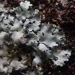 Corticolous, Wilton Wellington.<br>Photographer: Marley Ford, Date taken: 12/08/2021, Licence: <a target='_blank' href='https://creativecommons.org/licenses/by/4.0'>CC BY</a>. <a class='member-message' href='/nzpcn/why-join-nzpcn/' target='_blank'>Members can view a larger version of this image.</a>
