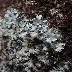 Corticolous, Wilton Wellington.<br>Photographer: Marley Ford, Date taken: 12/08/2021, Licence: <a target='_blank' href='https://creativecommons.org/licenses/by/4.0'>CC BY</a>. <a class='member-message' href='/nzpcn/why-join-nzpcn/' target='_blank'>Members can view a larger version of this image.</a>