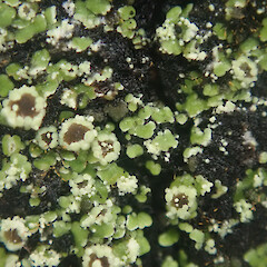 Corticolous on beech, with soredia, Mavora Southland.<br>Photographer: Marley Ford, Date taken: 08/06/2022, Licence: <a target='_blank' href='https://creativecommons.org/licenses/by/4.0'>CC BY</a>. <a class='member-message' href='/nzpcn/why-join-nzpcn/' target='_blank'>Members can view a larger version of this image.</a>