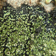 Corticolous on beech, with soredia, Mavora Southland.<br>Photographer: Marley Ford, Date taken: 08/06/2022, Licence: <a target='_blank' href='https://creativecommons.org/licenses/by/4.0'>CC BY</a>. <a class='member-message' href='/nzpcn/why-join-nzpcn/' target='_blank'>Members can view a larger version of this image.</a>